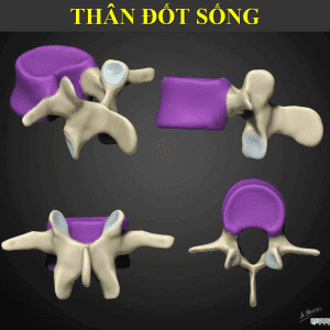 Giải phẫu đốt sống