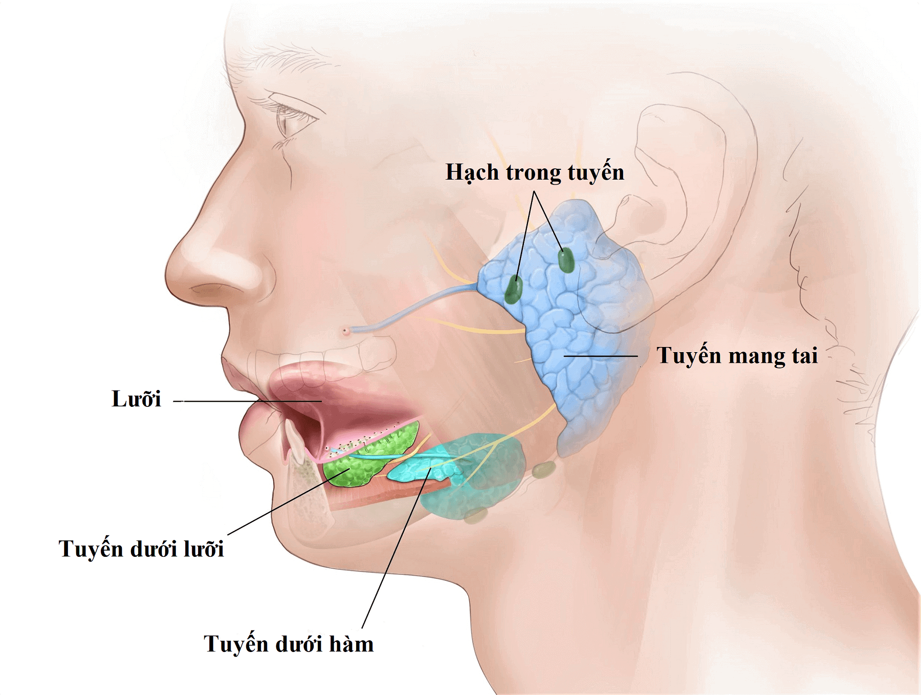 U Tuyến Nước Bọt | Bài giảng CĐHA